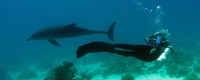 Taucherin mit Delfin Foto:Naemi Reymann